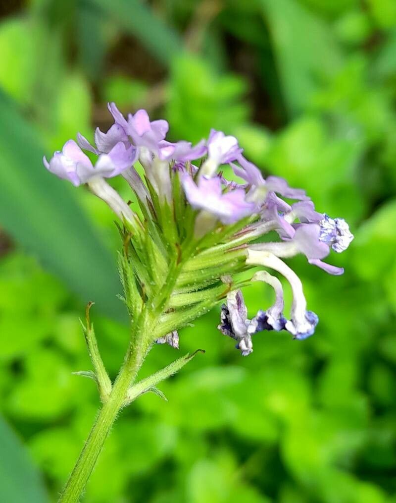 Verbena lilloana flower