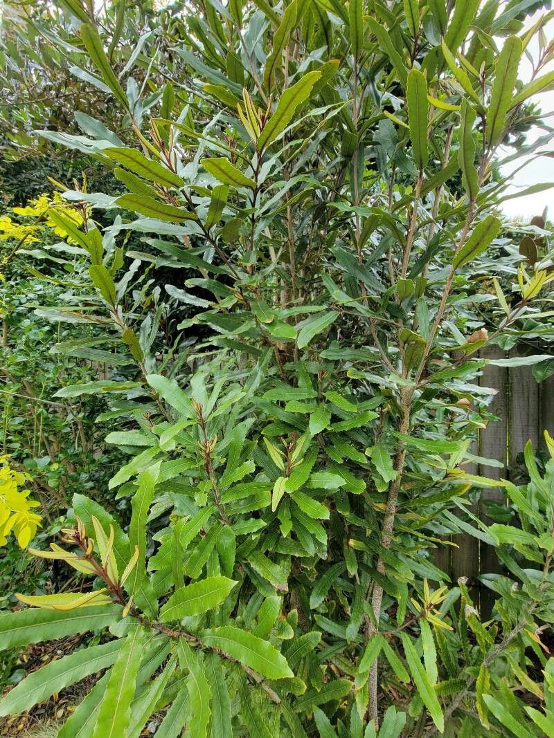 Knightia excelsa leaf