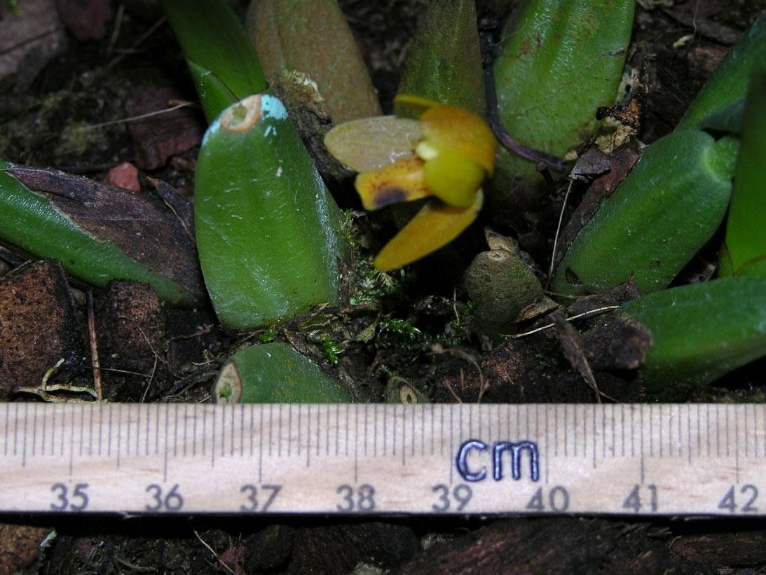 Mormolyca moralesii other