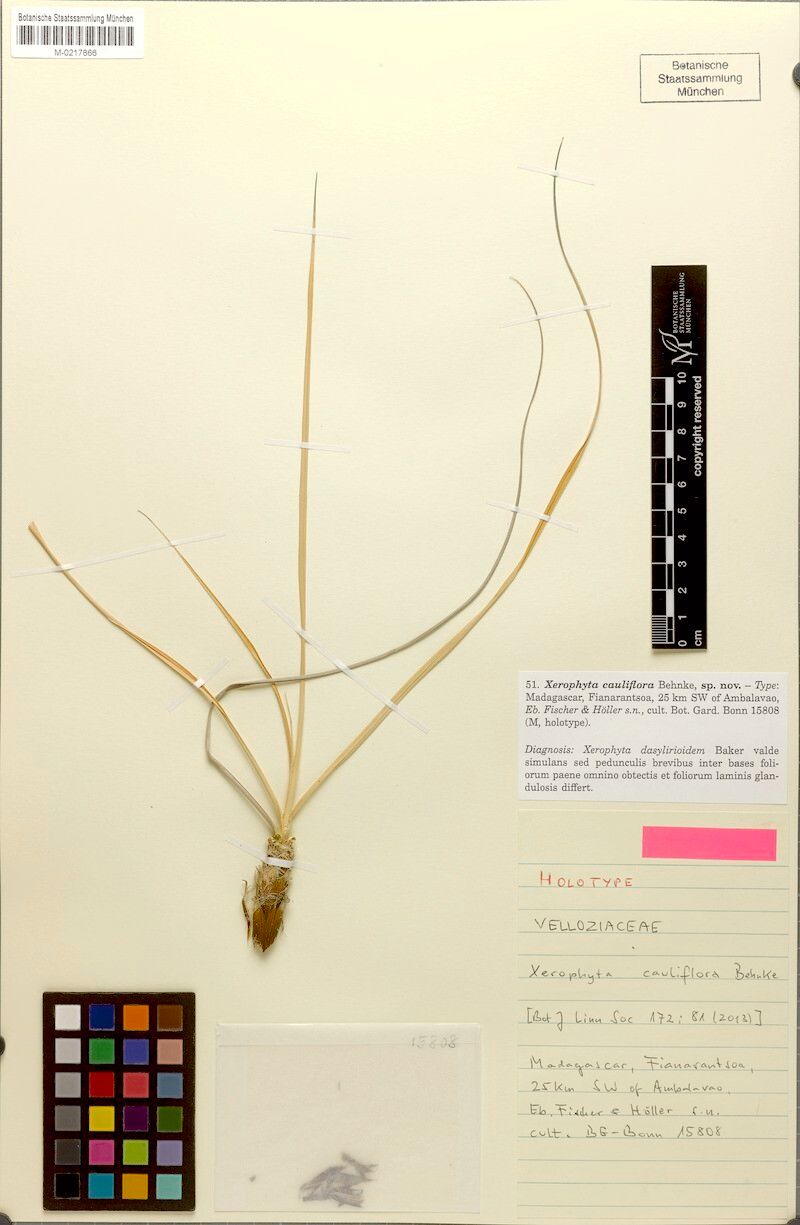 Xerophyta cauliflora — related species from the same genus