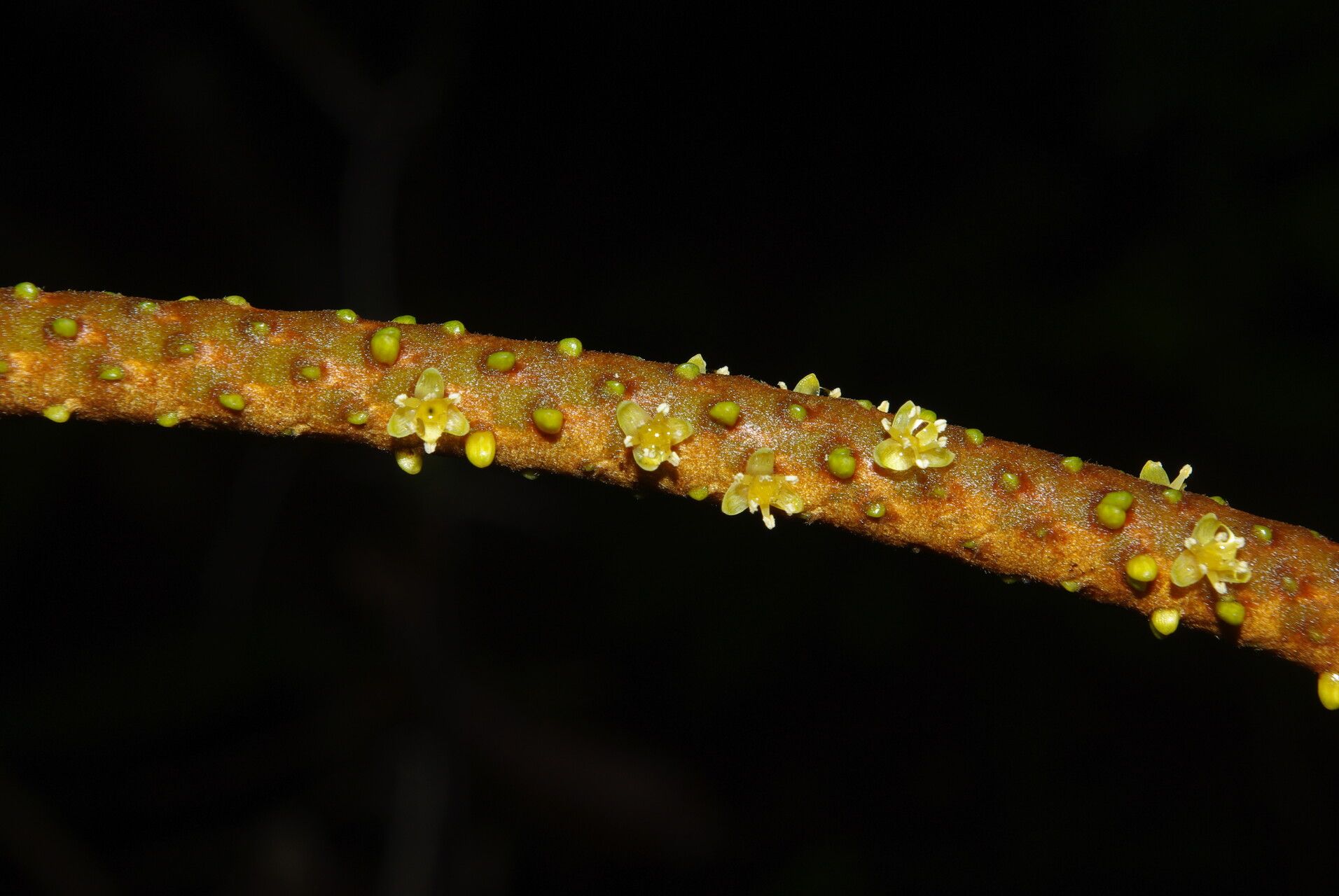 Podococcus barteri flower