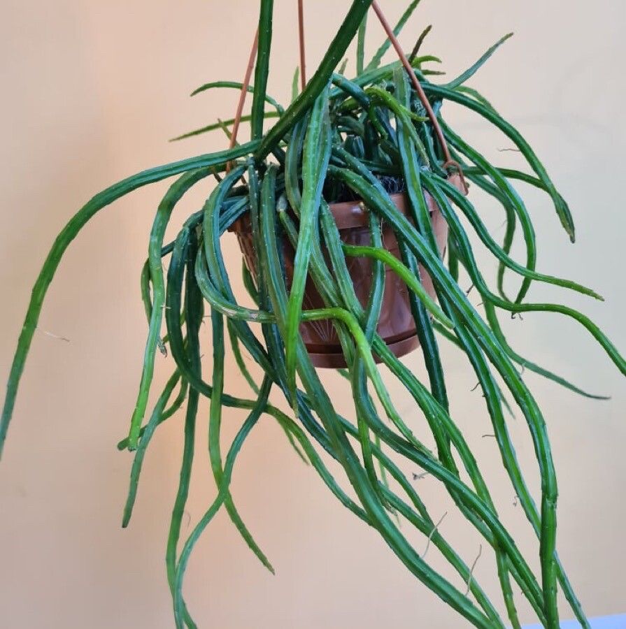 Selenicereus wercklei leaf