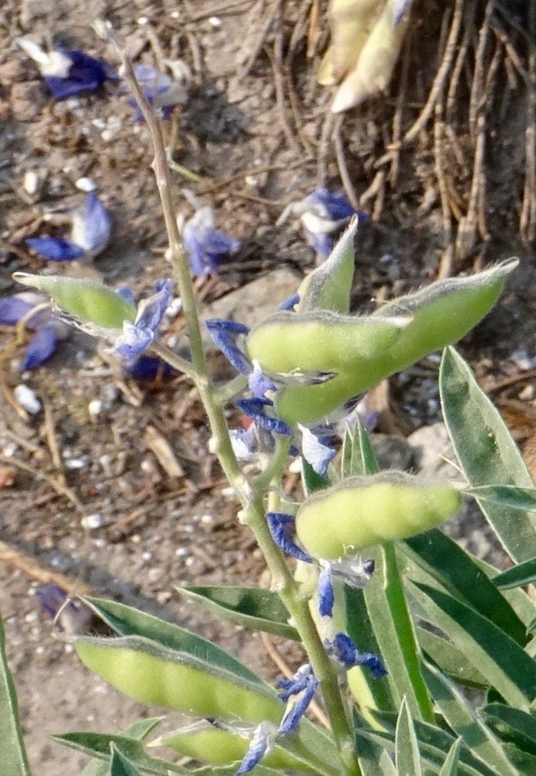 Lupinus latifolius fruit