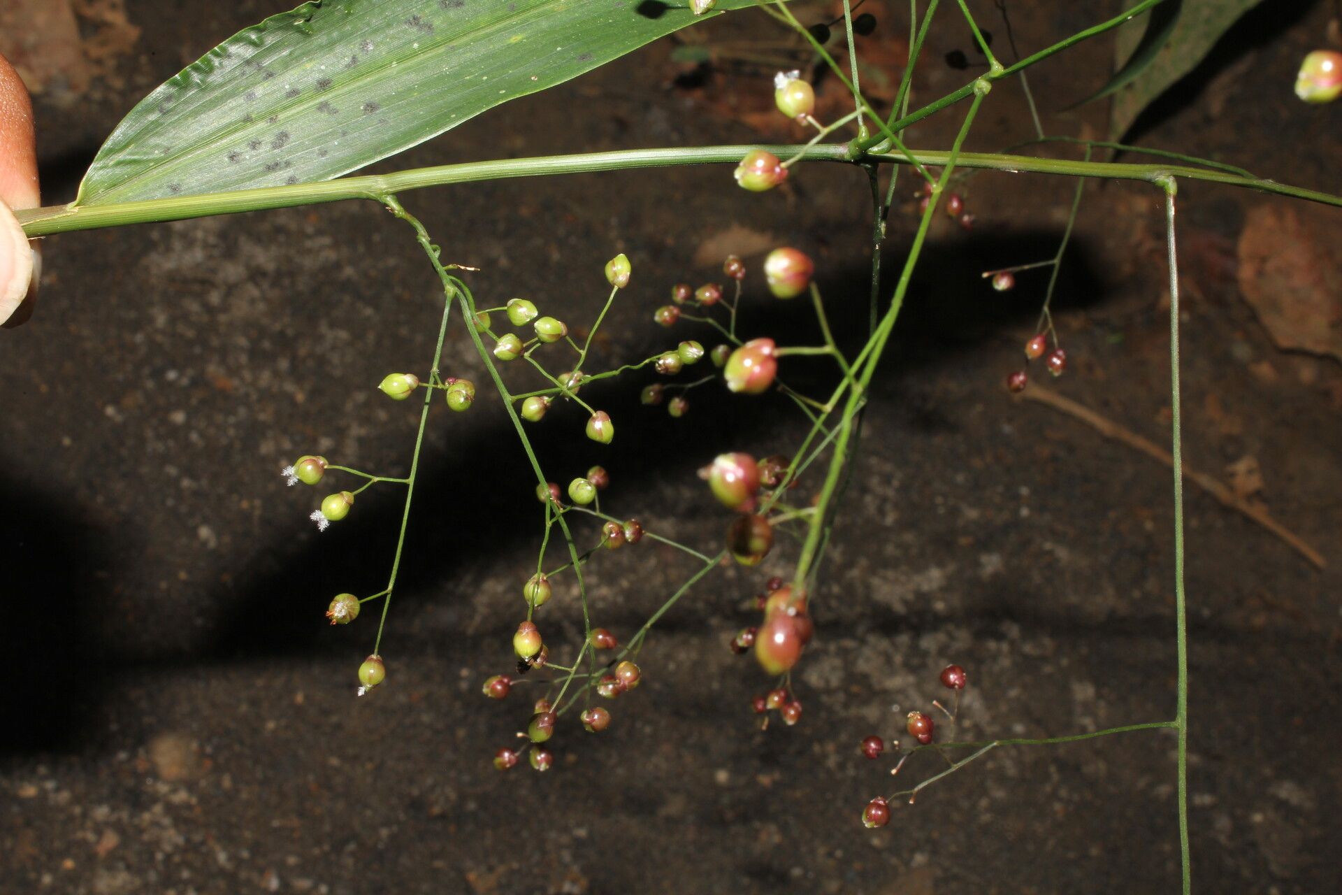 Lasiacis oaxacensis habit