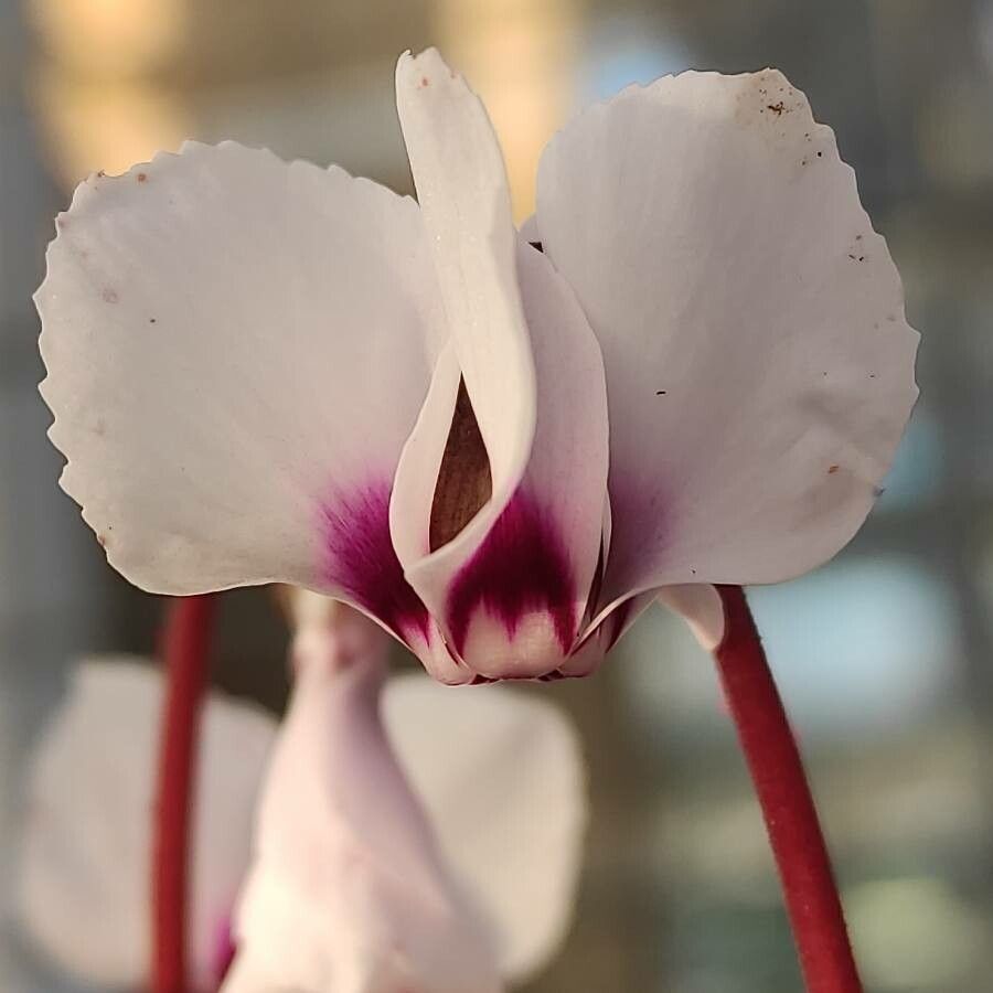 Cyclamen coum flower