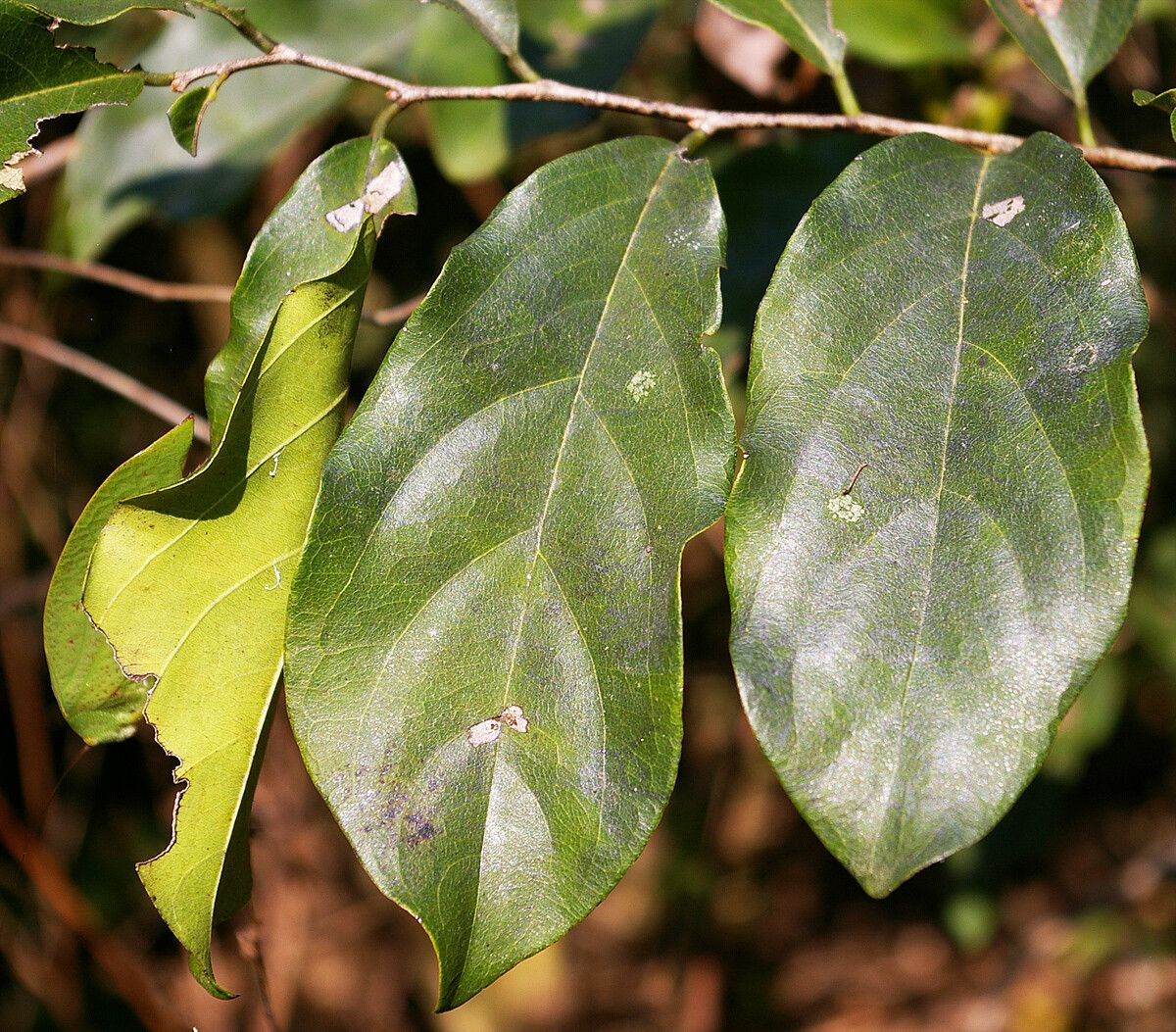 Diospyros squarrosa — houseplant care guide