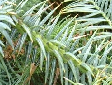 Cunninghamia konishii leaf