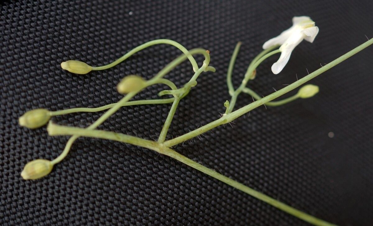 Sarcocapnos enneaphylla fruit