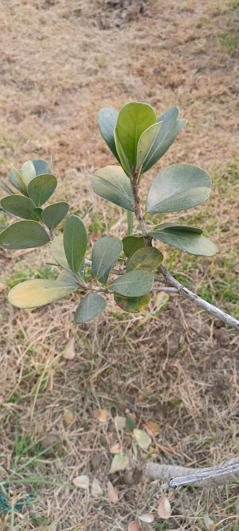 Dovyalis caffra leaf