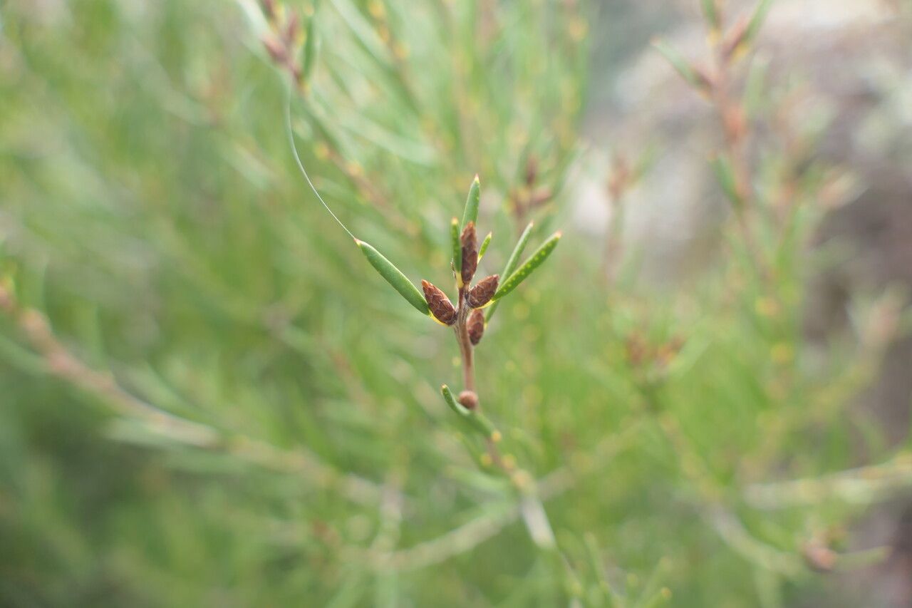 Callistemon sieberi — search result for 'Melaleuca'
