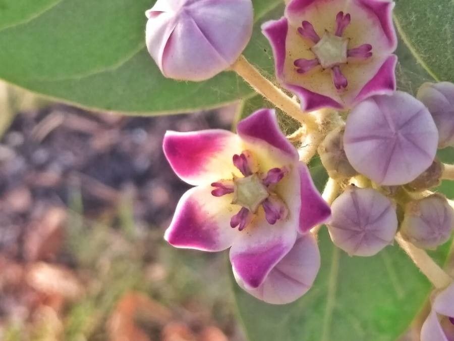 Calotropis procera flower