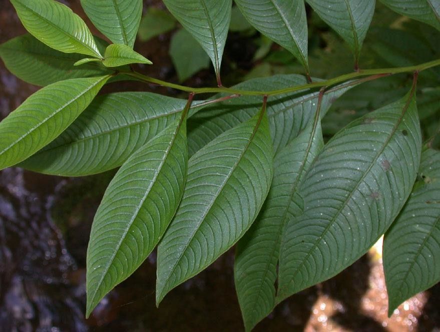 Ludwigia latifolia leaf