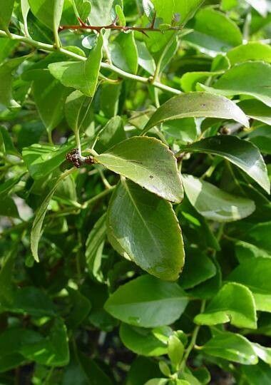 Maytenus chasei leaf