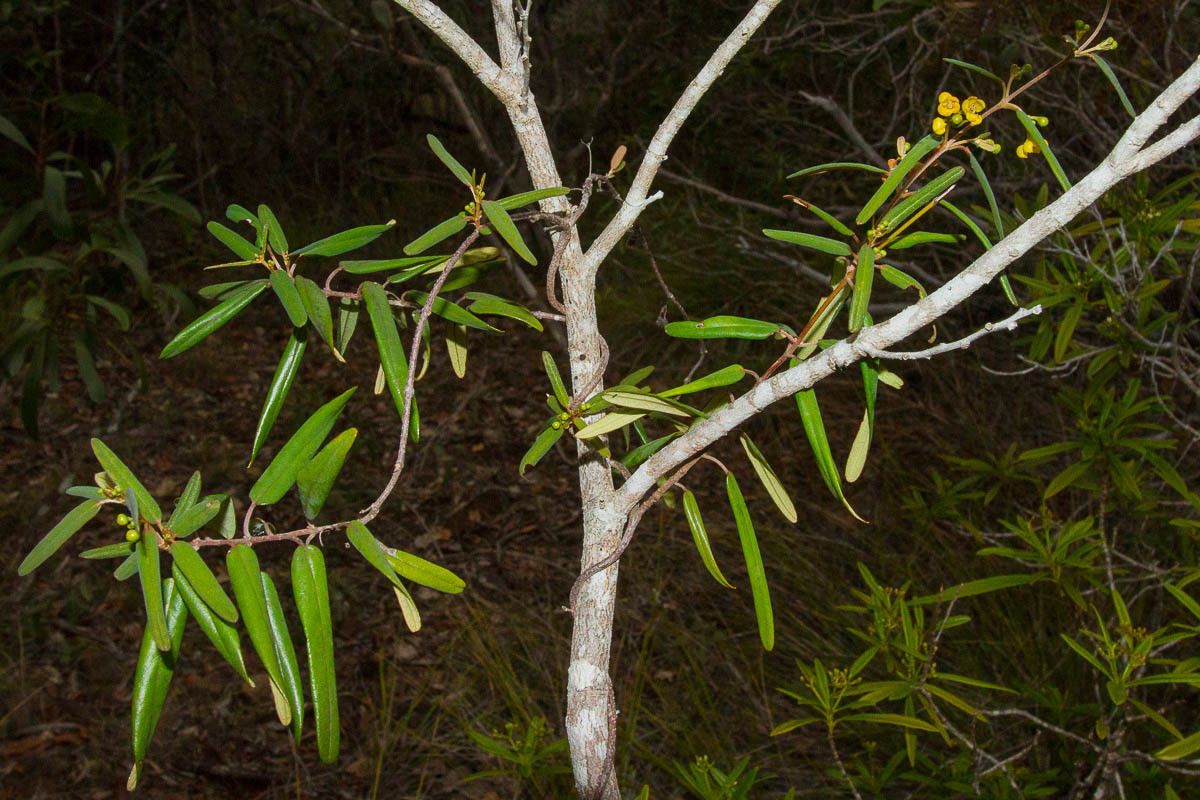 Stigmaphyllon gymnopodum bark