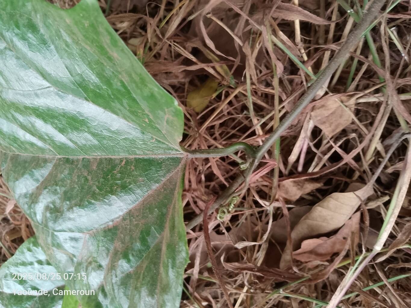 Lagenaria breviflora leaf