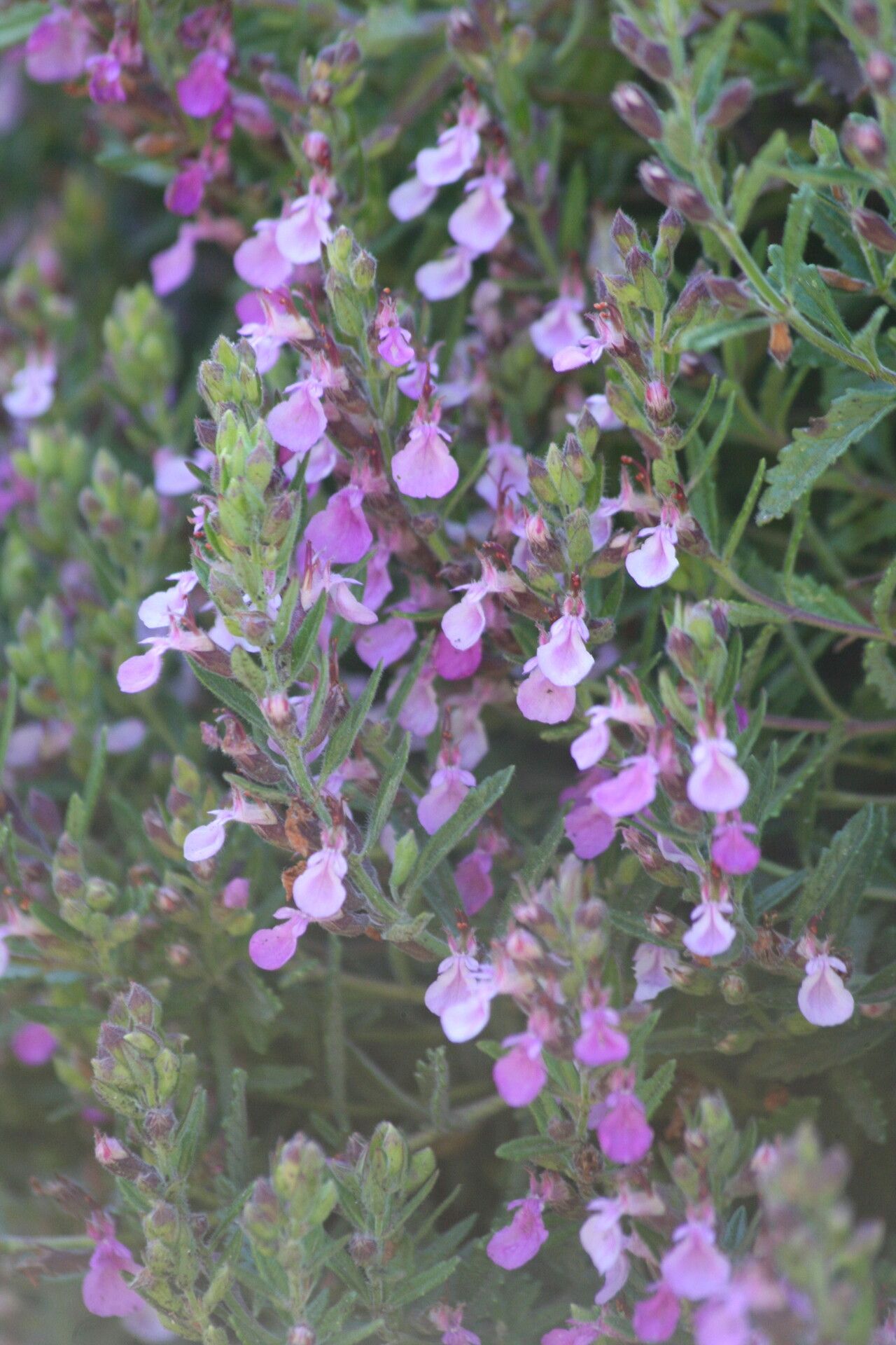 Teucrium webbianum — search result for 'Teucrium'