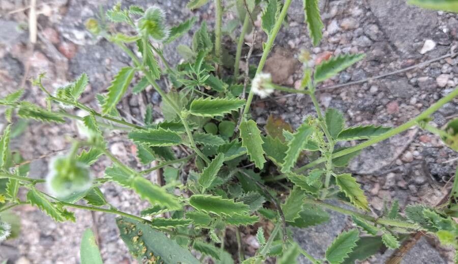 Tragia geraniifolia habit