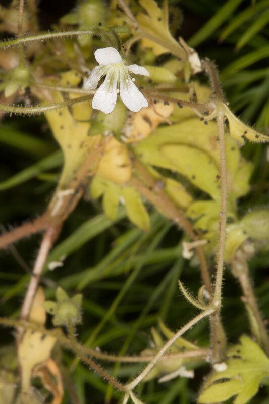 Saxifraga petraea — search result for 'Saxifraga'