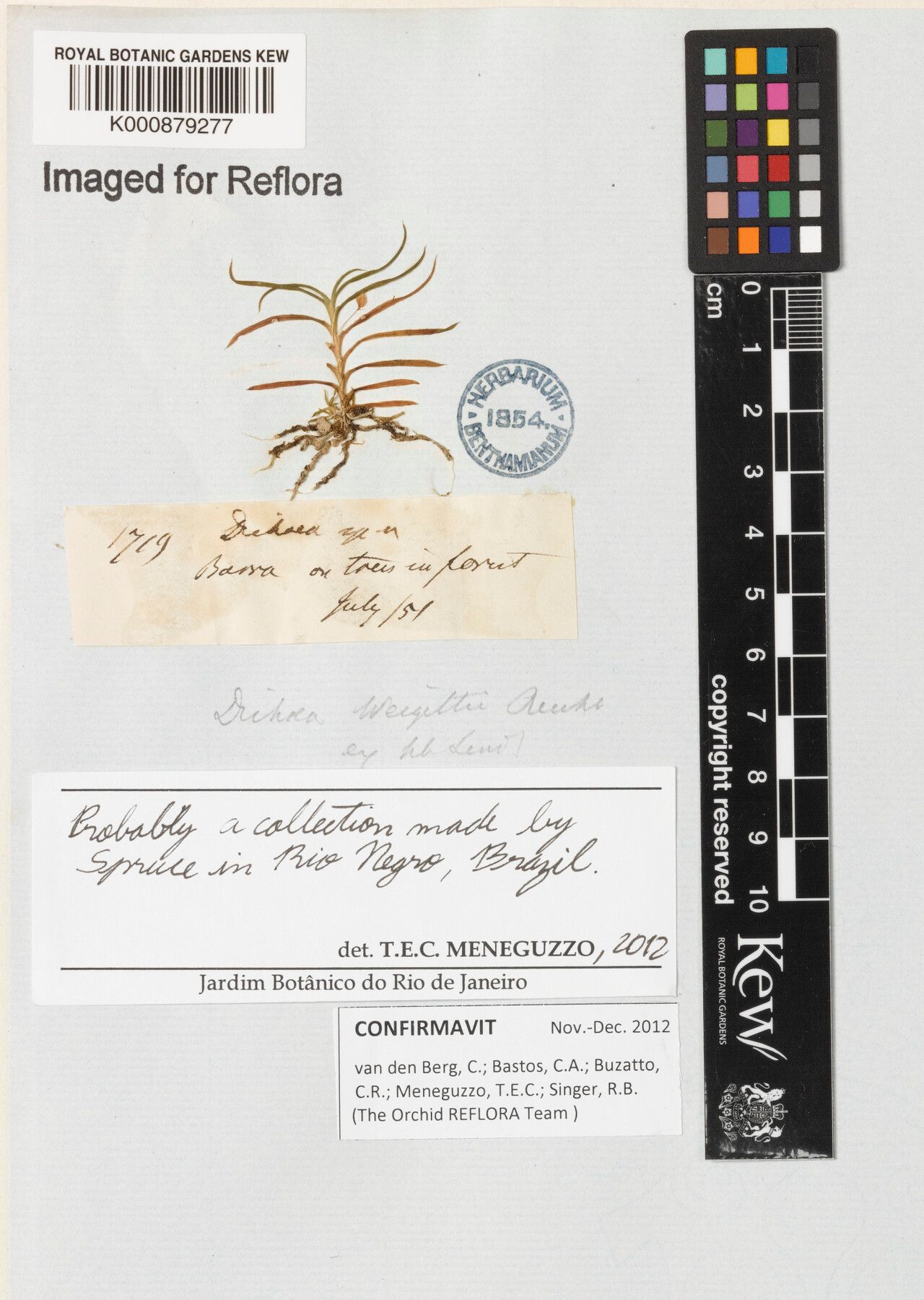 Dichaea weigeltii — houseplant care guide