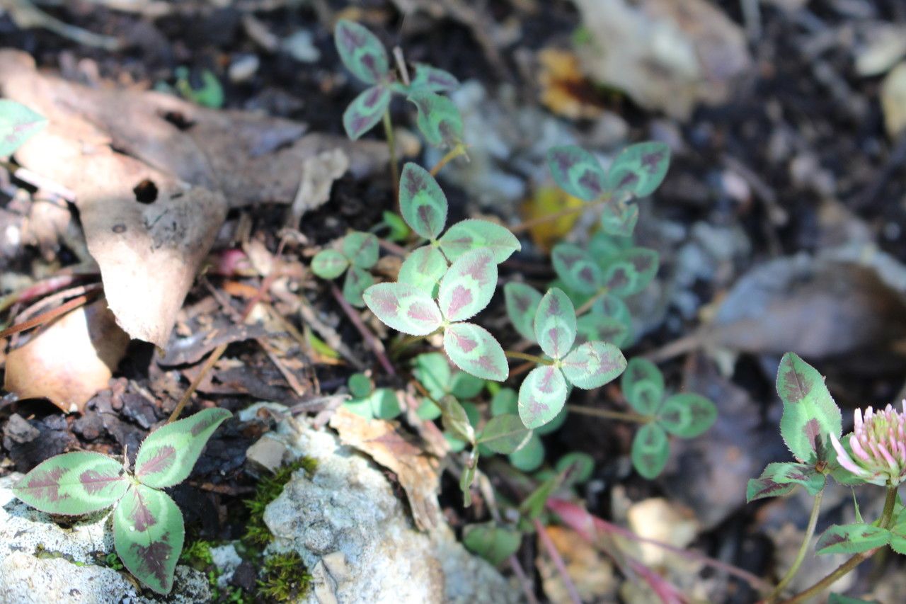 Trifolium physodes — houseplant care guide