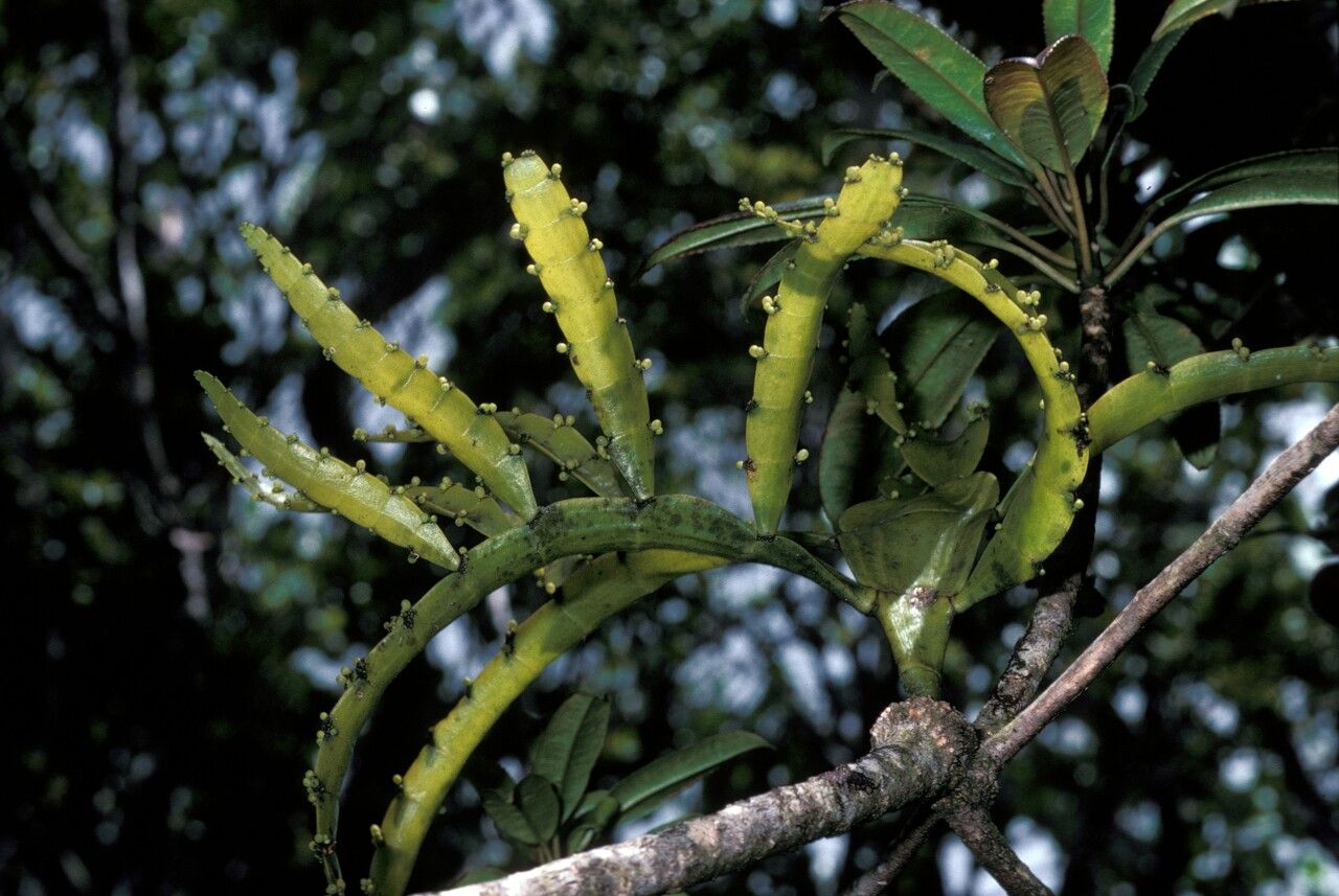 Korthalsella taenioides — related species from the same genus