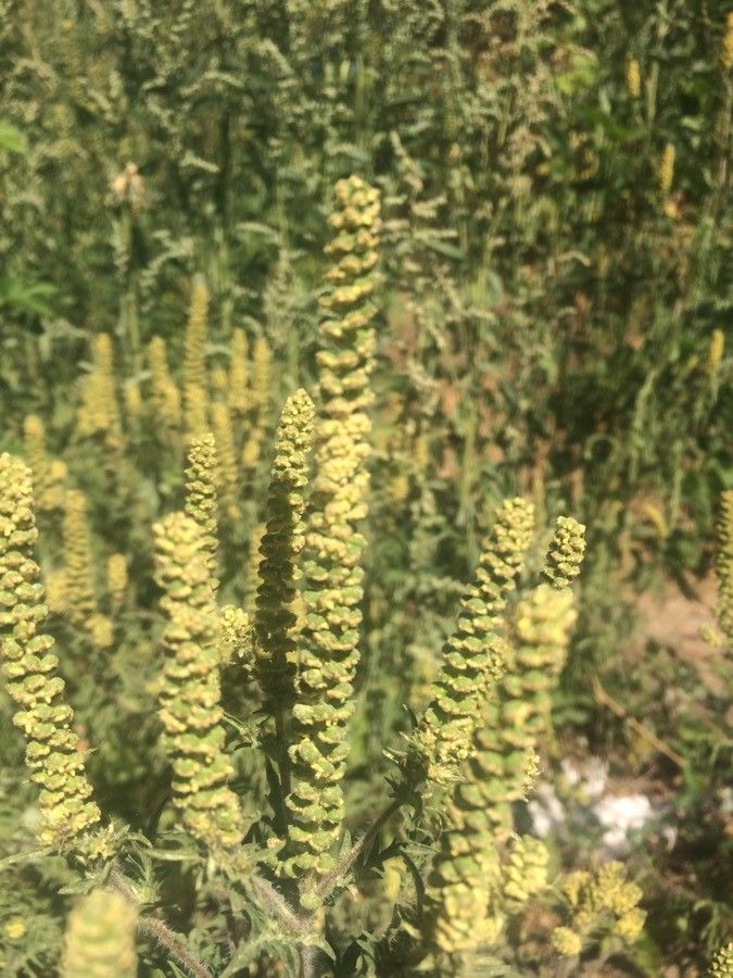 Ambrosia psilostachya fruit