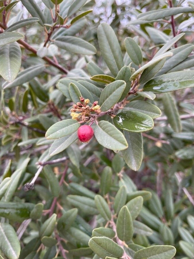 Xylococcus bicolor fruit