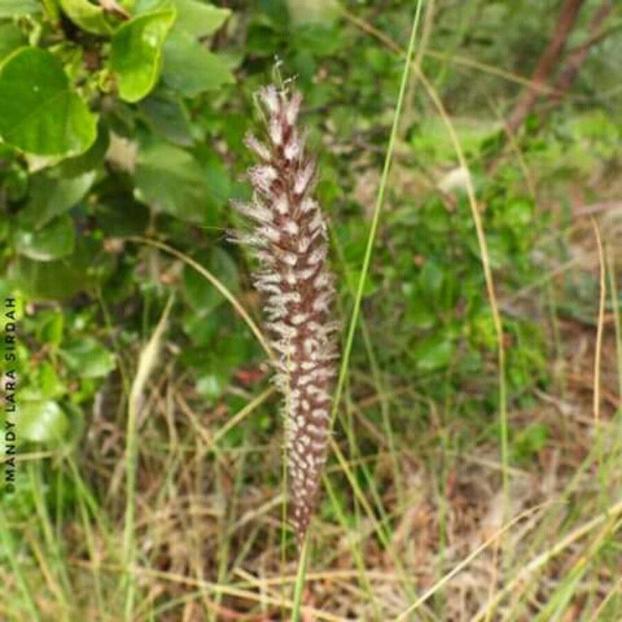 Pennisetum pedicellatum flower
