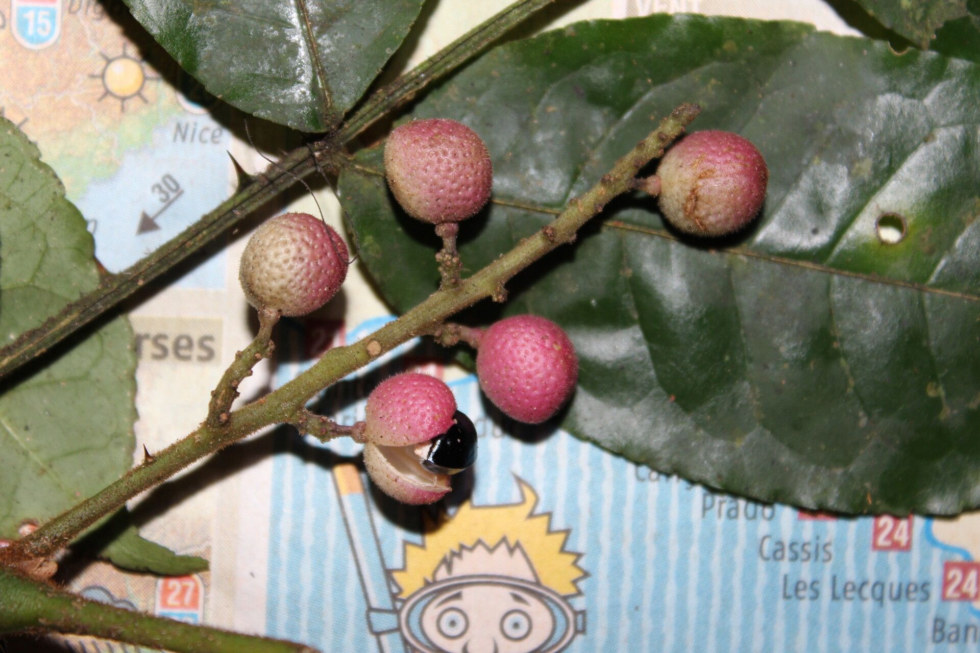 Zanthoxylum buesgenii fruit