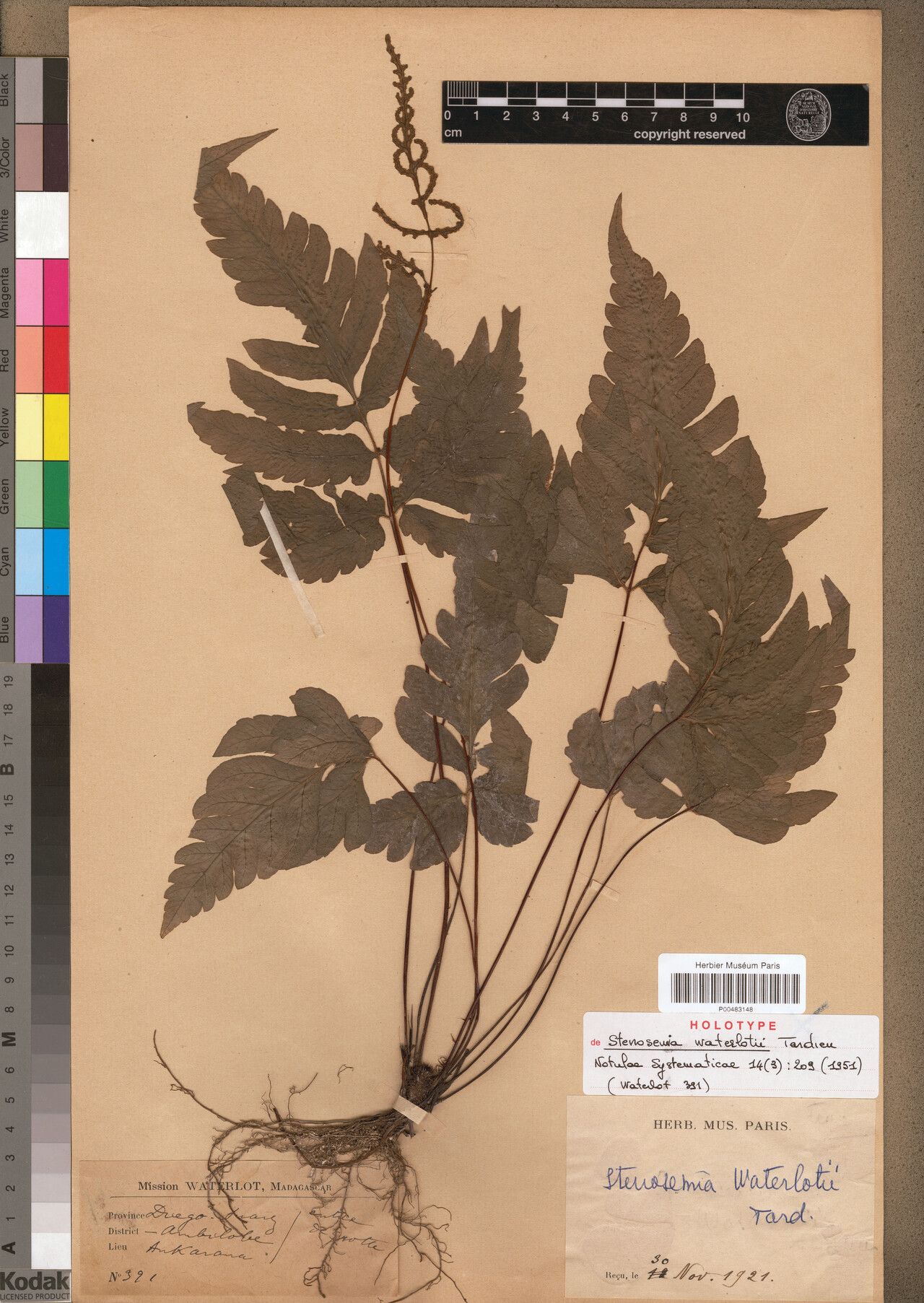 Tectaria waterlotii — houseplant care guide