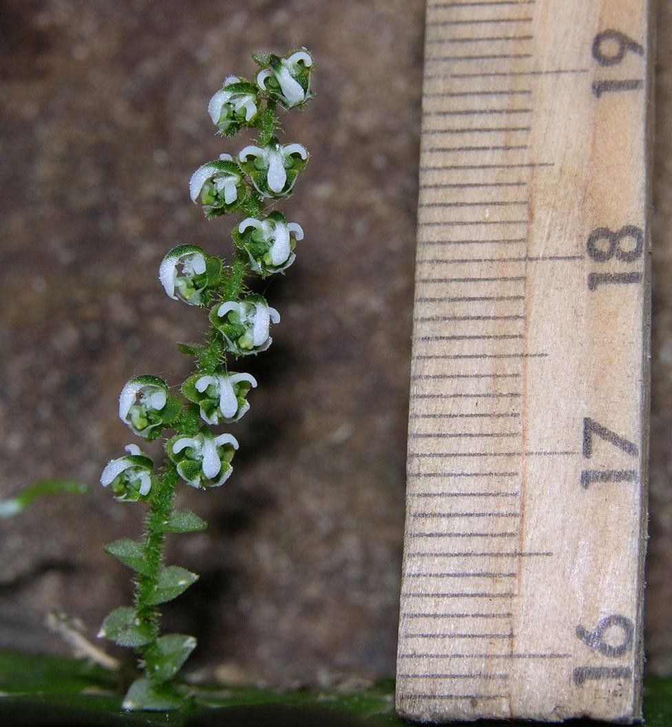 Ornithocephalus bicornis flower