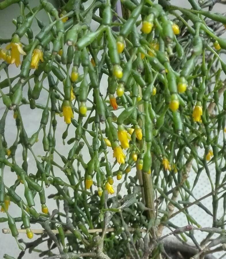 Hatiora salicornioides flower