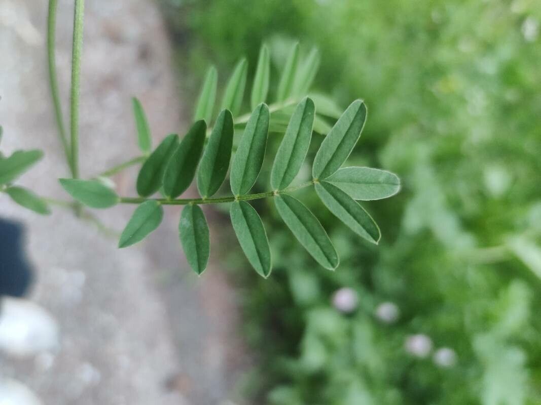 Onobrychis arenaria leaf