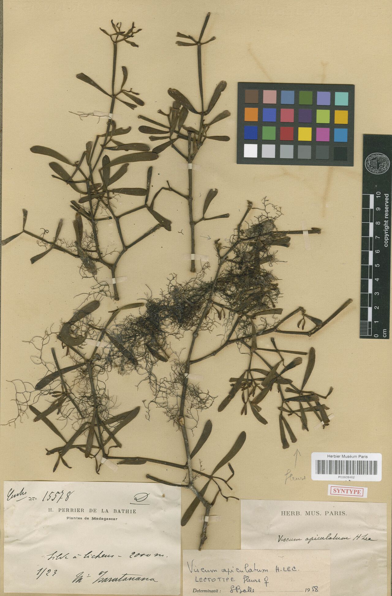 Viscum apiculatum — related species from the same genus