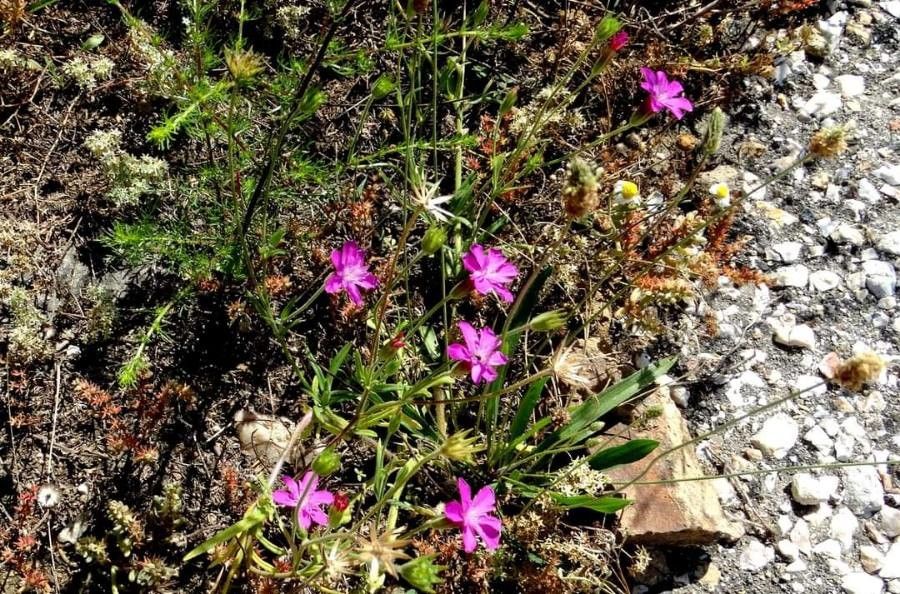Knautia orientalis habit