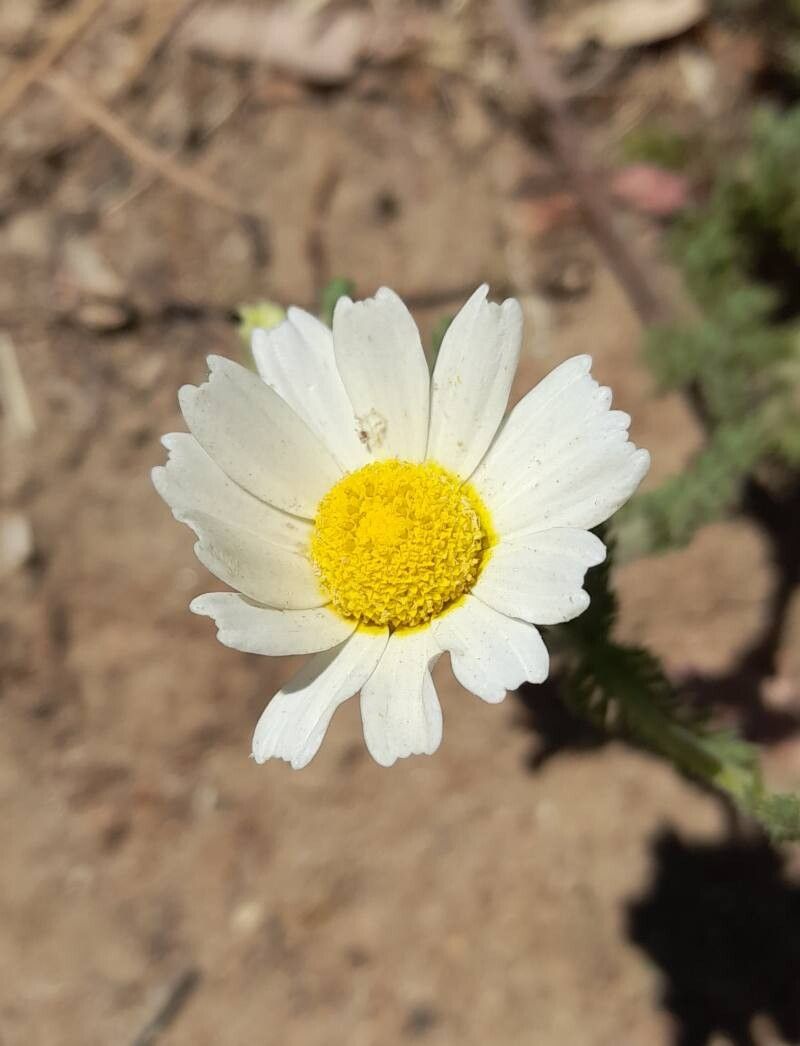 Cladanthus mixtus flower