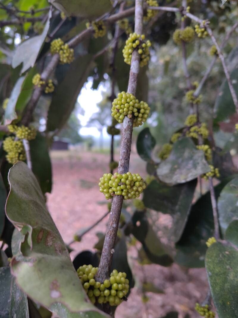 Cassipourea congoensis bark
