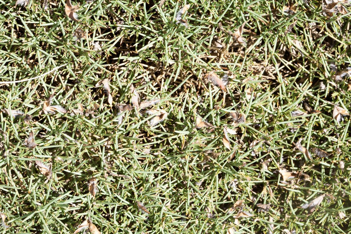 Genista horrida fruit