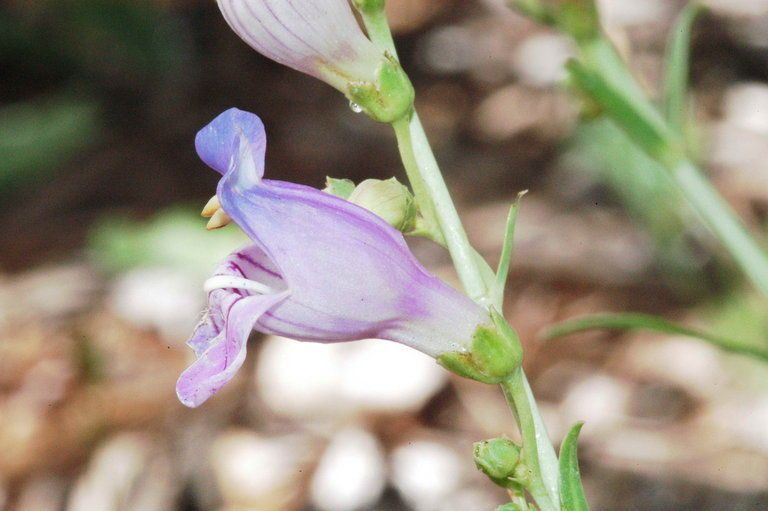 Penstemon pseudoputus flower