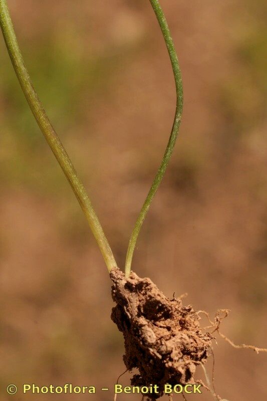 Gagea lusitanica bark