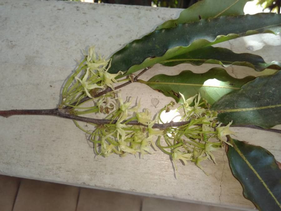 Polyalthia longifolia flower