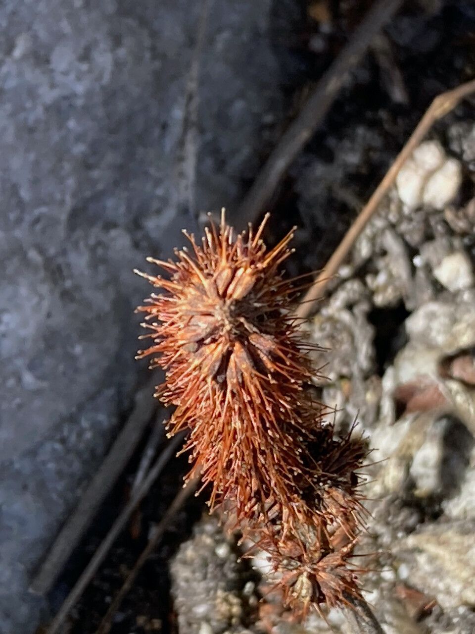 Acaena cylindristachya fruit