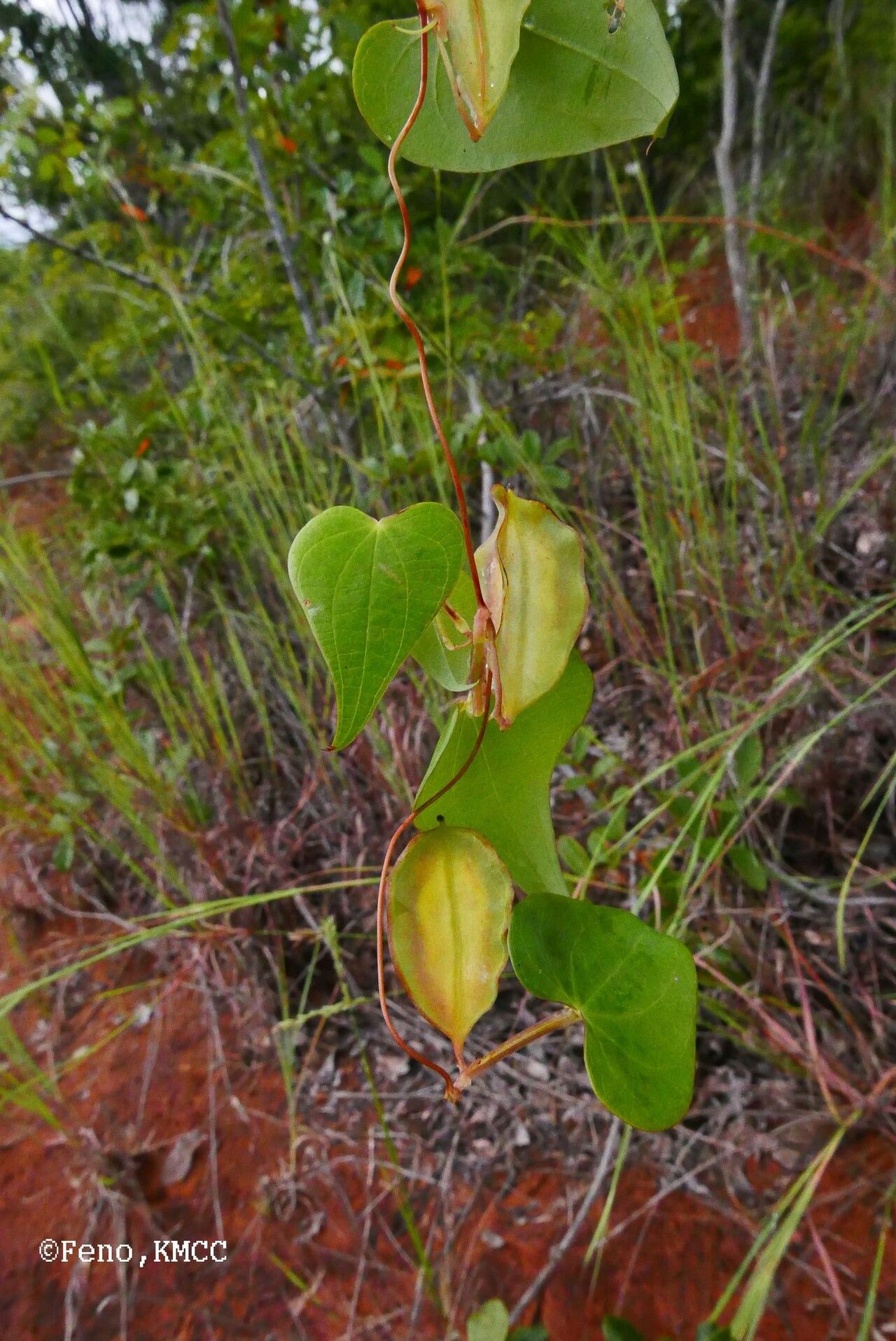 Dioscorea pteropoda — houseplant care guide