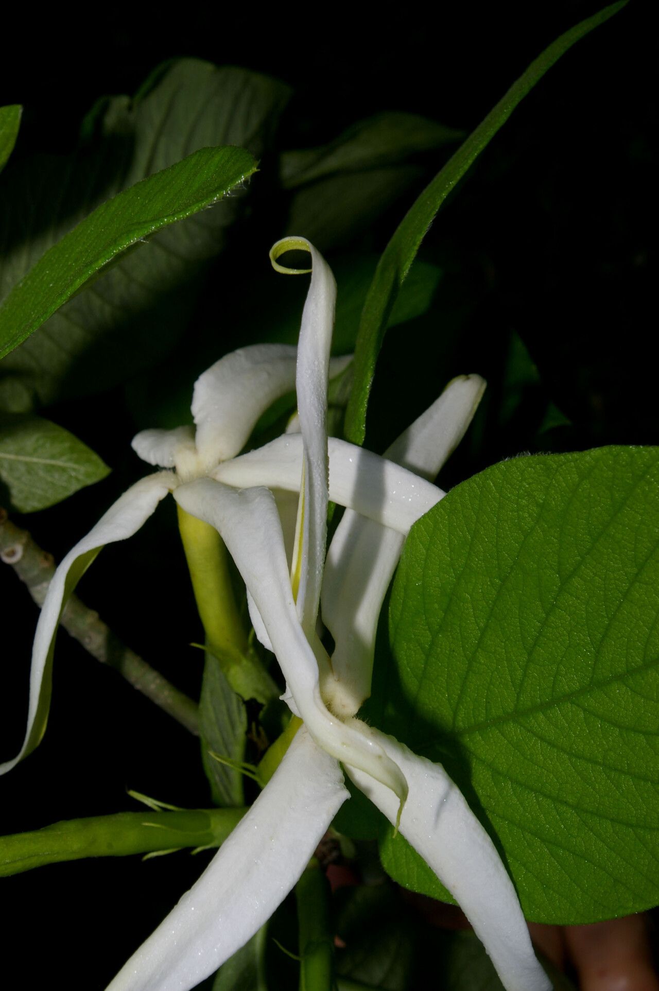 Randia lasiantha flower