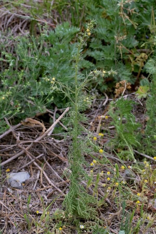 Verbascum orientale habit