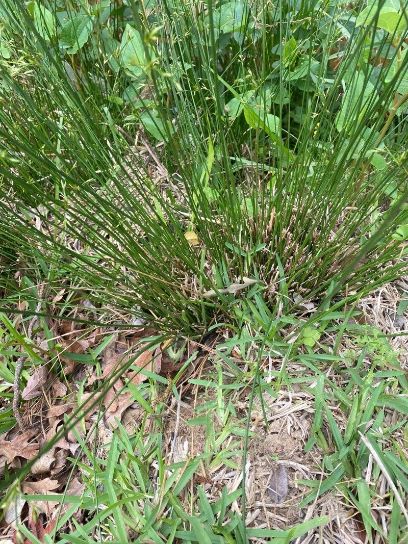 Juncus diffusissimus — search result for 'Juncus'