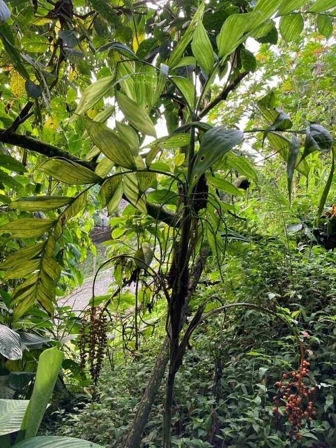 Chamaedorea pinnatifrons habit