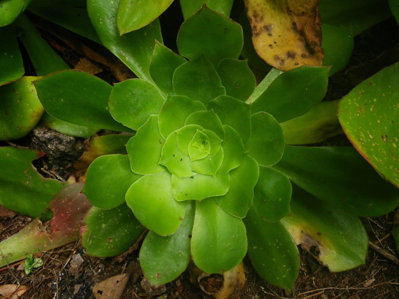 Aeonium cuneatum habit