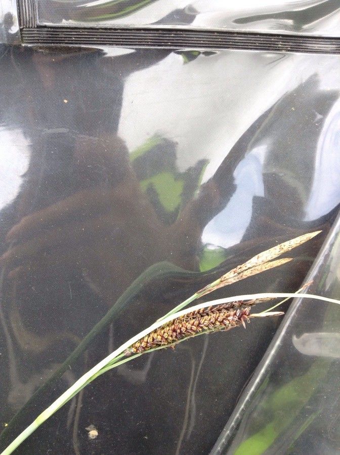 Carex dioica — search result for 'Iceland'