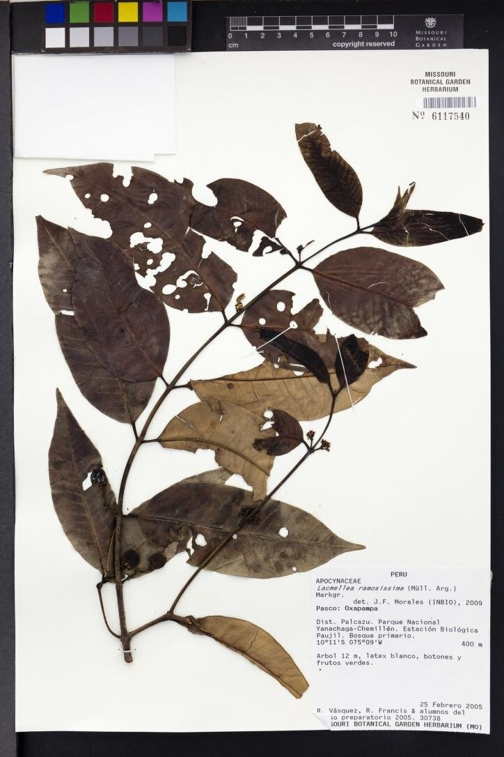 Lacmellea ramosissima — houseplant care guide